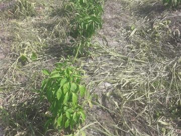 VENTA DE HACIENDA 50% TECNIFICADA EN CHANDUY