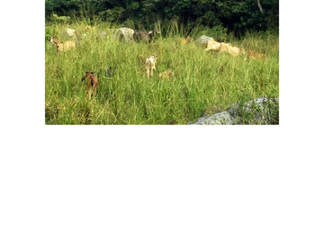 Venta Finca Ganadera en Guaduas