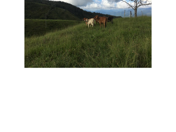 Venta Finca Ganadera en Guaduas