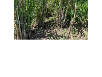 Venta Finca Ganadera en Guaduas