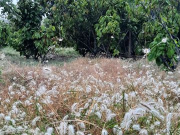 Hacienda cacaotera de venta en Santa Elena