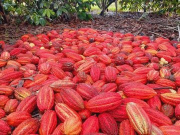 Hacienda cacaotera de venta en Santa Elena