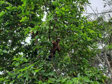 Hacienda cacaotera de venta en Santa Elena