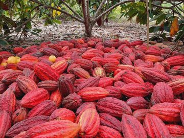 Hacienda cacaotera de venta en Santa Elena