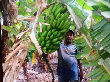 Hacienda cacaotera de venta en Santa Elena