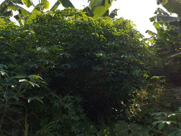 Finca de venta en jipijapa zona manantiales