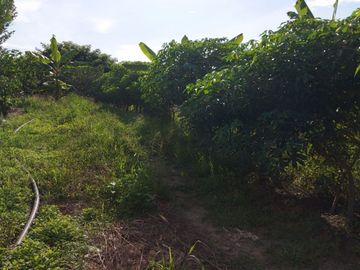 Finca de venta en jipijapa zona manantiales