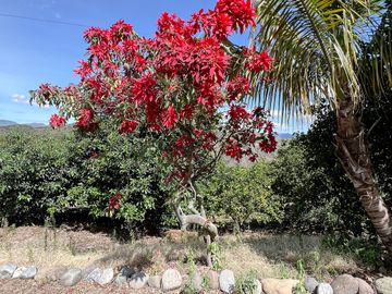 Se vende casa con terreno en el Parroquia El Tambo -Catamayo