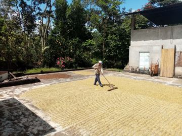 FINCA CAFETERA EN OXAPAMPA, PRECIOSA FINCA CON 8 HECTAREAS DE CAFE EN PLENA PRODUCCIÓN