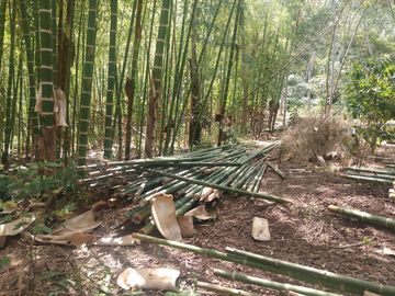 FINCA CAFETERA EN OXAPAMPA, PRECIOSA FINCA CON 8 HECTAREAS DE CAFE EN PLENA PRODUCCIÓN