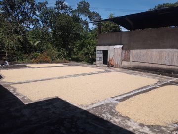 FINCA CAFETERA EN OXAPAMPA, PRECIOSA FINCA CON 8 HECTAREAS DE CAFE EN PLENA PRODUCCIÓN