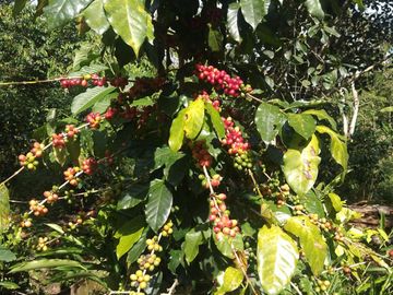 FINCA CAFETERA EN OXAPAMPA, PRECIOSA FINCA CON 8 HECTAREAS DE CAFE EN PLENA PRODUCCIÓN