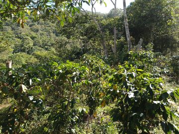 FINCA CAFETERA EN OXAPAMPA, PRECIOSA FINCA CON 8 HECTAREAS DE CAFE EN PLENA PRODUCCIÓN