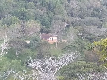 VENDEMOS FINCA CURITI 15 HECTARIAS PLANA