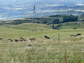 Venta oportunidad hacienda de 154 hectáreas en Pifo