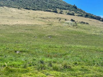 Venta oportunidad hacienda de 154 hectáreas en Pifo