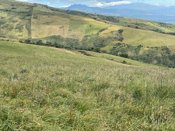Venta oportunidad hacienda de 154 hectáreas en Pifo