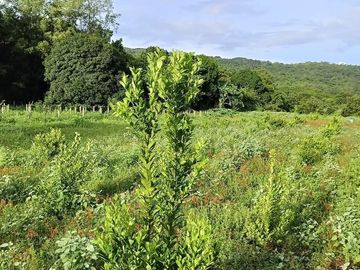 FARM LOT FOR SALE IN SAN FELIPE ZAMBALES