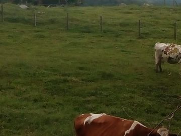 VENDO FINCA GANADERA Y AGRÍCOLA EN AMALFI ANTIOQUIA.