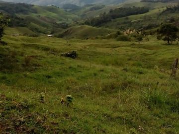 VENDO FINCA GANADERA Y AGRÍCOLA EN AMALFI ANTIOQUIA.