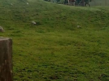 VENDO FINCA GANADERA Y AGRÍCOLA EN AMALFI ANTIOQUIA.
