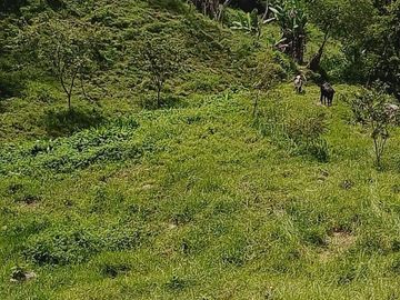 VENDO FINCA GANADERA Y AGRÍCOLA EN AMALFI ANTIOQUIA.