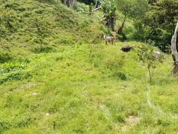 VENDO FINCA GANADERA Y AGRÍCOLA EN AMALFI ANTIOQUIA.