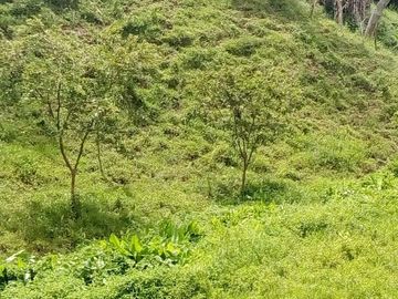 VENDO FINCA GANADERA Y AGRÍCOLA EN AMALFI ANTIOQUIA.