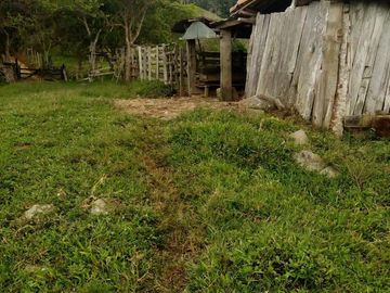 VENDO FINCA GANADERA Y AGRÍCOLA EN AMALFI ANTIOQUIA.