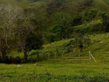 VENDO FINCA GANADERA Y AGRÍCOLA EN AMALFI ANTIOQUIA.