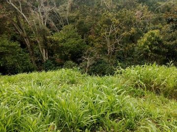VENDO FINCA GANADERA Y AGRÍCOLA EN AMALFI ANTIOQUIA.