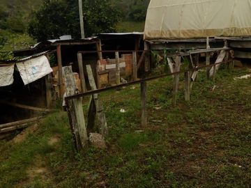 VENDO FINCA GANADERA Y AGRÍCOLA EN AMALFI ANTIOQUIA.