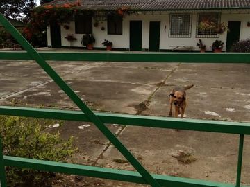VENDO FINCA GANADERA Y AGRÍCOLA EN AMALFI ANTIOQUIA.