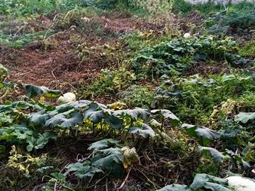 VENTA DE TERRENO EN CAJAMARCA