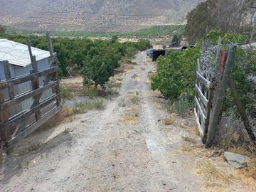 Petorca, parcela 1400 paltos en producción con abundante agua.