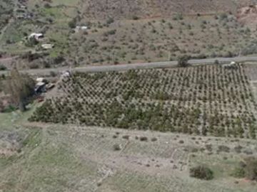 Petorca, parcela 1400 paltos en producción con abundante agua.