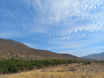 Petorca, parcela 1400 paltos en producción con abundante agua.