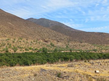 Petorca, parcela 1400 paltos en producción con abundante agua.