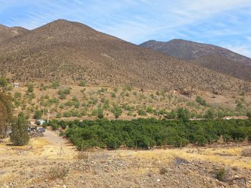 Petorca, parcela 1400 paltos en producción con abundante agua.