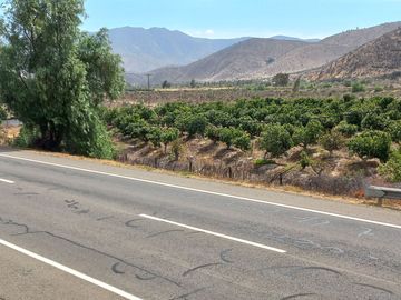Petorca, parcela 1400 paltos en producción con abundante agua.