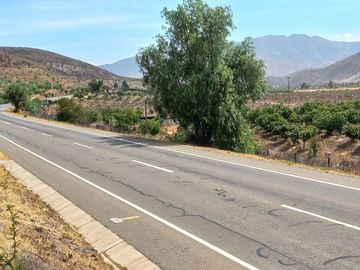 Petorca, parcela 1400 paltos en producción con abundante agua.