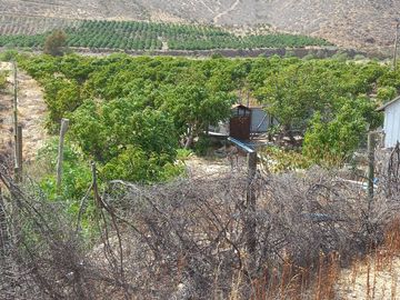 Petorca, parcela 1400 paltos en producción con abundante agua.