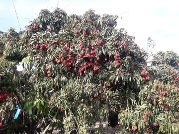 Ocasión Fundo Santa María en Venta!