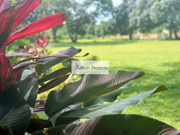 4-Hectare House and Lot Resort Farm with Swimming Pool For Sale in Tanauan, Batangas