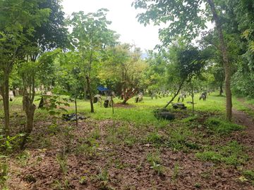 FOR SALE 5 Ha Farm Lot in Calauan, Laguna - SM48