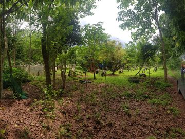 FOR SALE 5 Ha Farm Lot in Calauan, Laguna - SM48