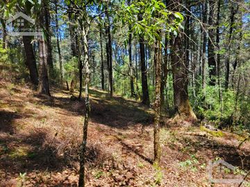 TERRENO EN LA ESTANZUELA, MINERAL DEL CHICO TOTALMENTE BOSCOSO CON VISTA PANORÁMICA