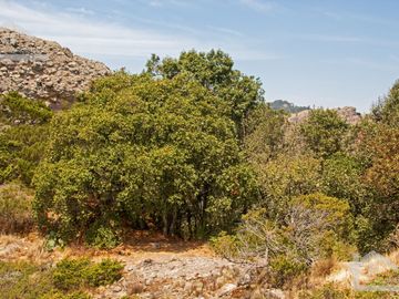 TERRENO EN LA ESTANZUELA, MINERAL DEL CHICO TOTALMENTE BOSCOSO CON VISTA PANORÁMICA
