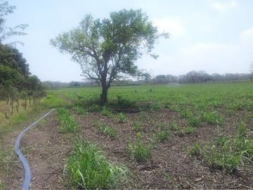 HECTÁREAS EN VENTA EN CARRETERA CARDEL VERACRUZ I ARLETTE FLORES