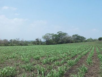 HECTÁREAS EN VENTA EN CARRETERA CARDEL VERACRUZ I ARLETTE FLORES